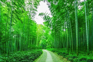 A serene path winds through a lush, green bamboo forest, surrounded by tall, dense trees under a bright sky—an idyllic scene reminiscent of a tranquil boat tour through untouched nature.
