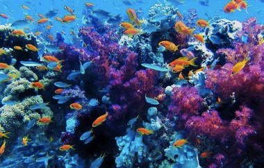 Vibrant coral reef with purple and orange corals teems with small orange and silver fish in clear blue water, a stunning sight for those on a boat tour or enjoying a day of island hopping.