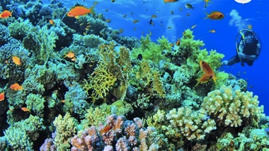A colorful coral reef teeming with orange fish captivates the eye as a diver explores in the background against a vibrant blue ocean, which is perfect for those on an island hopping adventure.