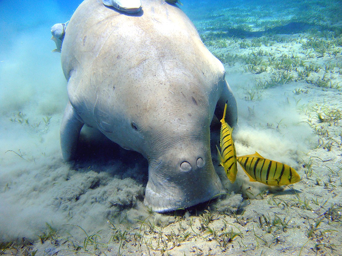 In the clear waters near Coron, Palawan, a dugong grazes on seagrass. Two yellow fish with black stripes swim close by, as sunlight filters through the water above.