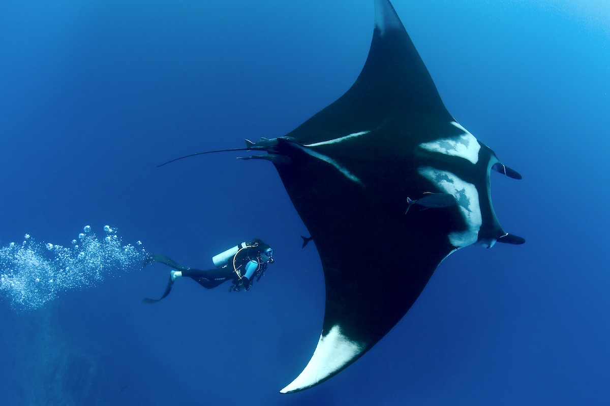 A scuba diver swims alongside a majestic manta ray in the deep blue waters of the Philippines. The ray glides gracefully with its wings spread wide, creating a stunning underwater scene often explored during local boat tours.