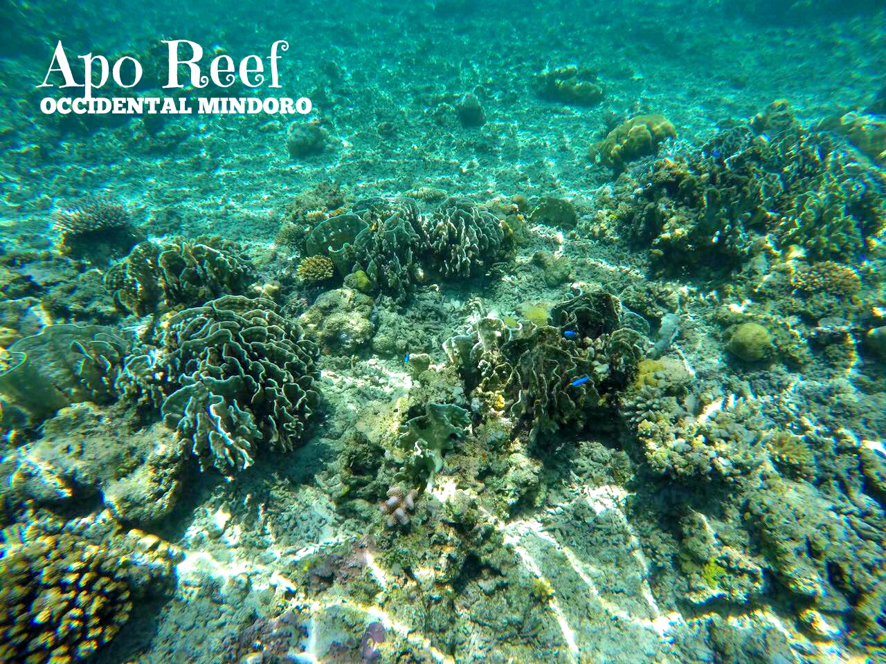 A vibrant underwater scene at Apo Reef, Occidental Mindoro, where graceful manta rays glide among diverse coral formations and marine life under clear blue water. The text "Apo Reef, Occidental Mindoro" is overlaid in the top-left corner.