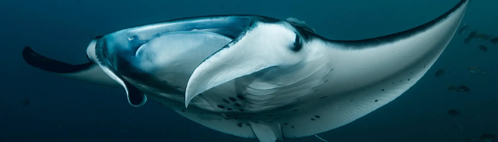A majestic manta ray glides through the deep blue waters of Palawan, showcasing its large, flat body and distinctive cephalic fins. The ocean background is slightly murky, adding depth and mystery to this enchanting underwater scene often explored on local boat tours.