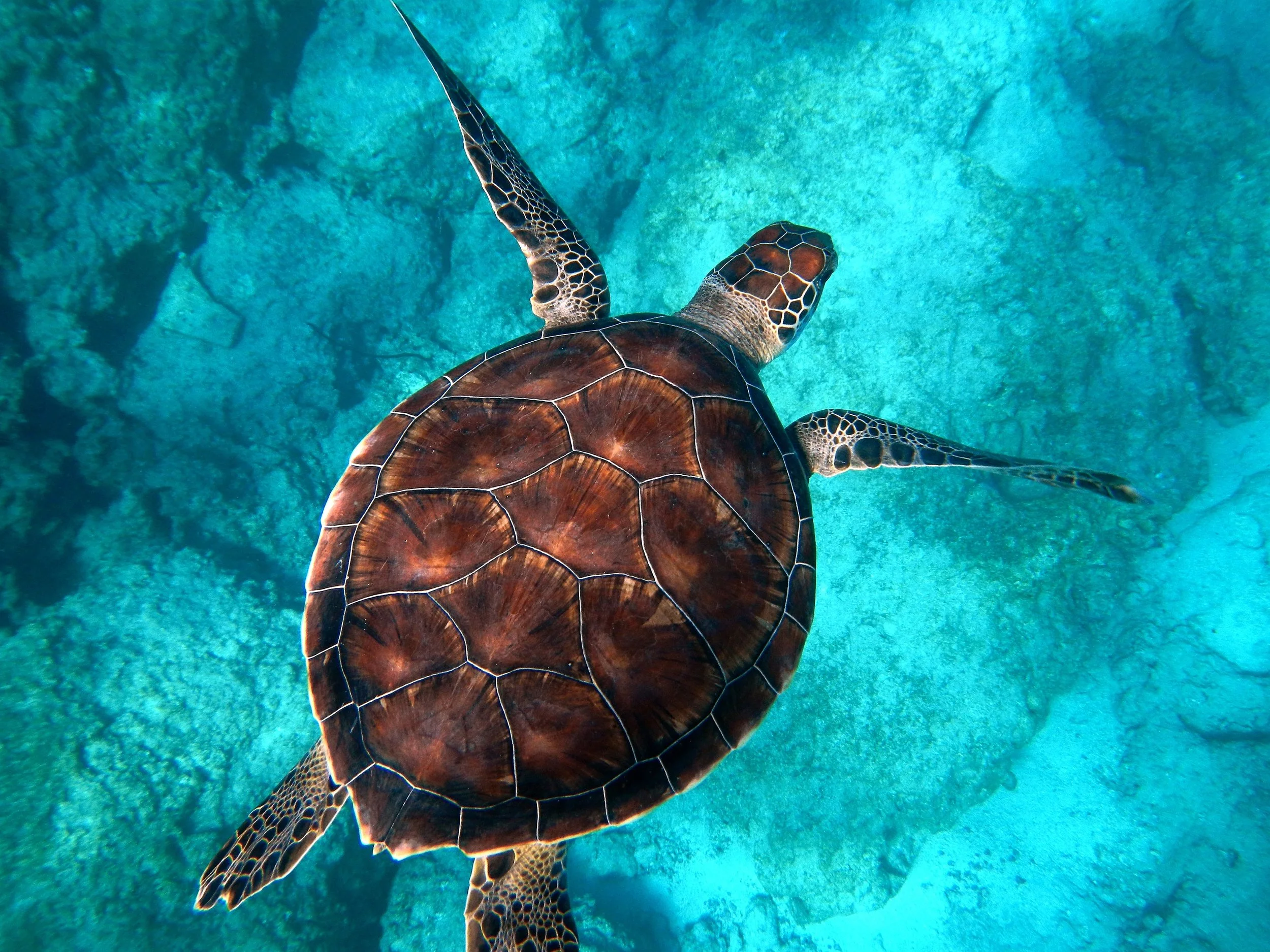 Sea turtle swimming in clear blue waters near Palawan, Philippines.