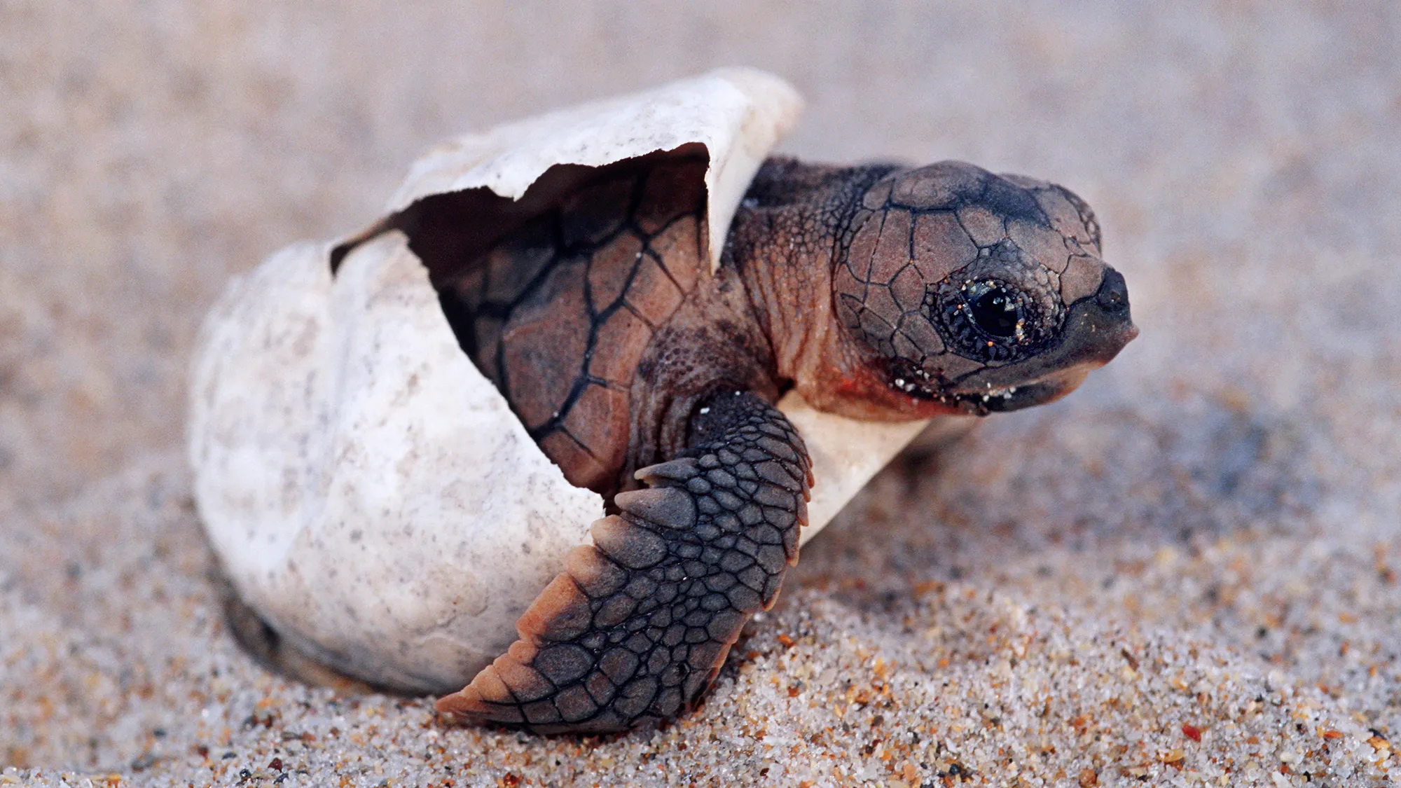 A baby sea turtle emerges from a cracked eggshell on a sandy beach in Palawan. Its head and flippers are visible as it begins its journey, with fine sand grains around it. Many visitors come for the breathtaking boat tours and to witness such natural marvels firsthand.