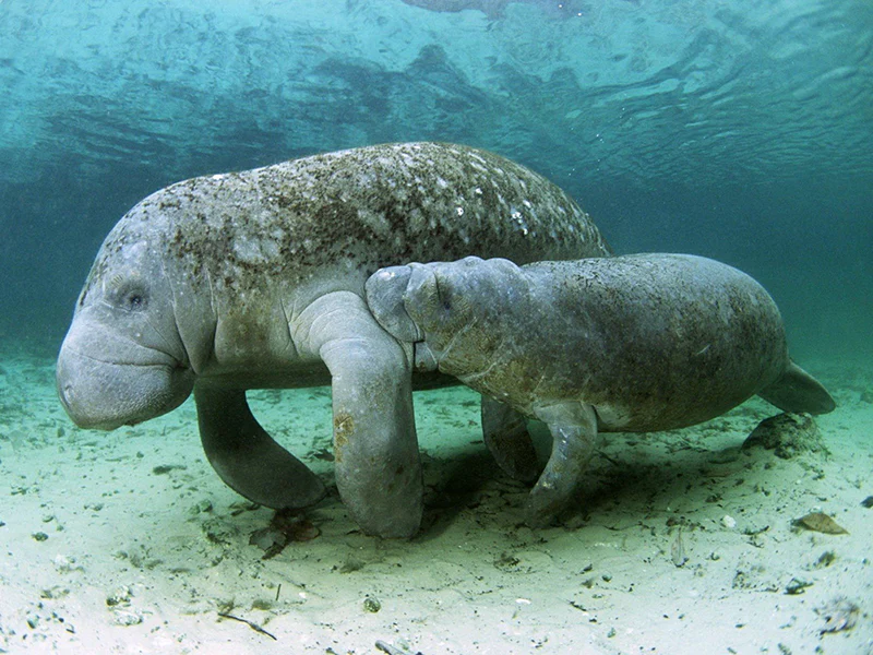 A mother sea cow and her calf gracefully swim in the clear, shallow waters off Palawan, Philippines. The mother gently guides the calf with her flipper as light reflections dance on the sandy bottom, creating a serene underwater scene.