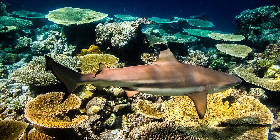 Black Tip reef Shark Maldives 3844