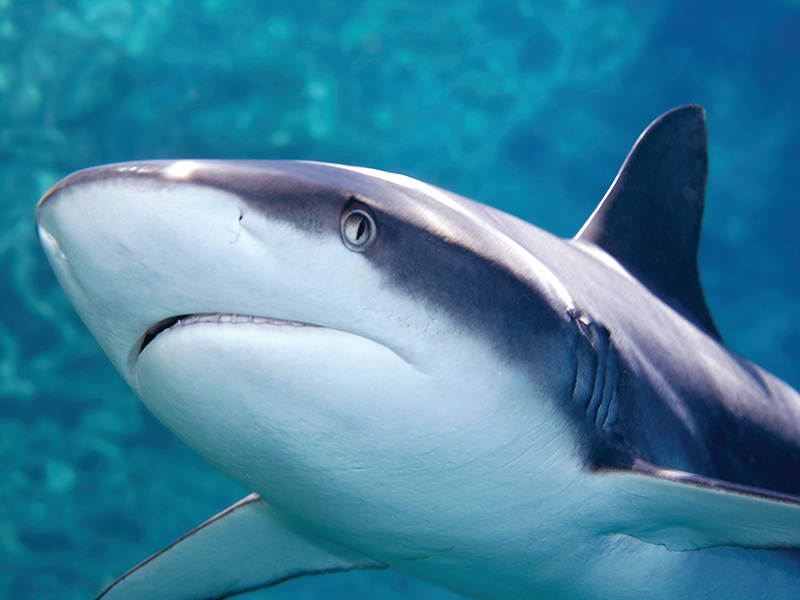Blacktip Reef Shark Bournemouth Oceanarium