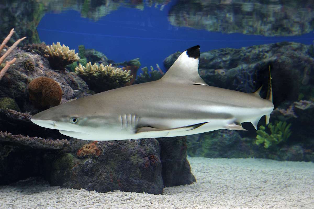 blacktip reef shark angle