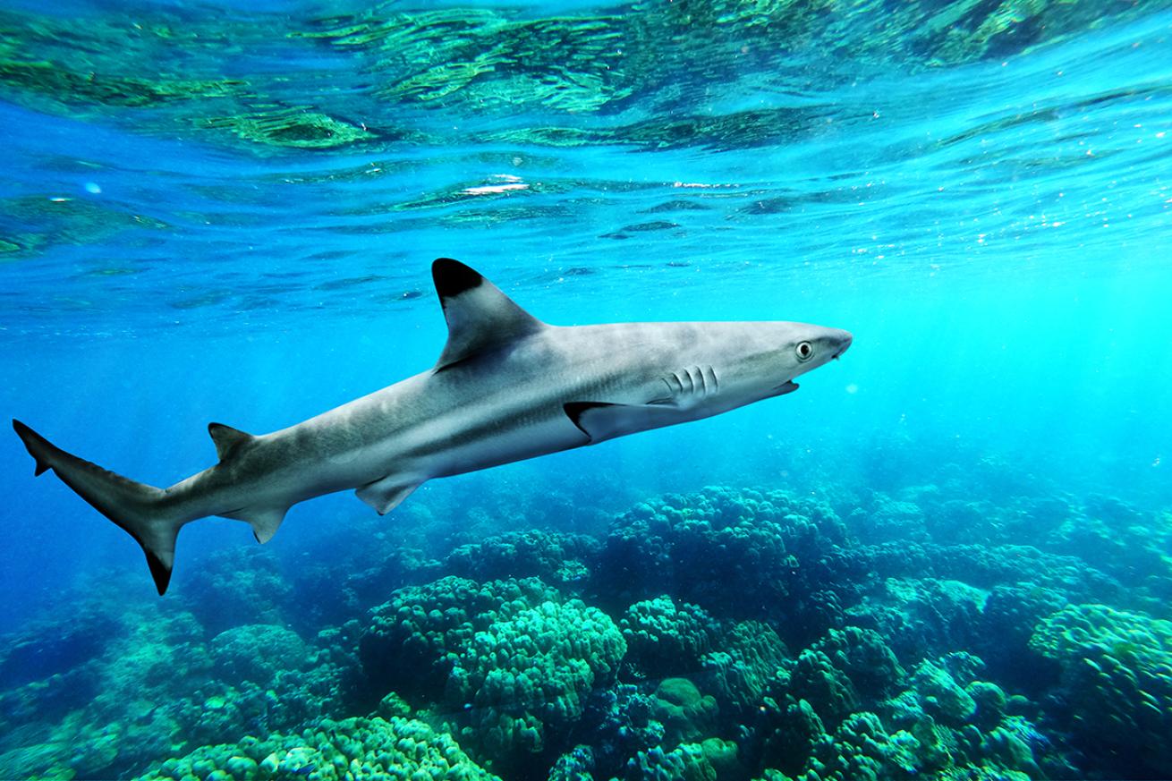 blacktip reef shark