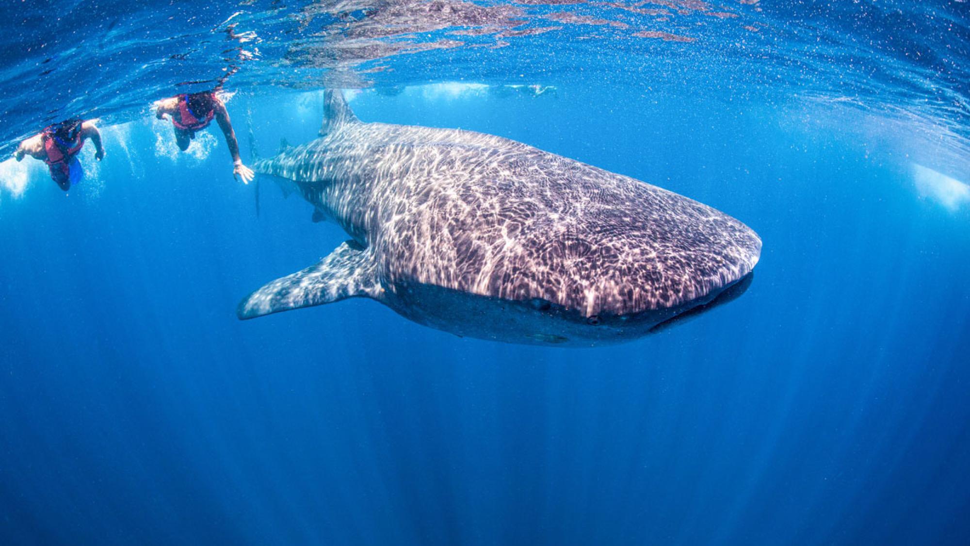 close to whale sharks experience