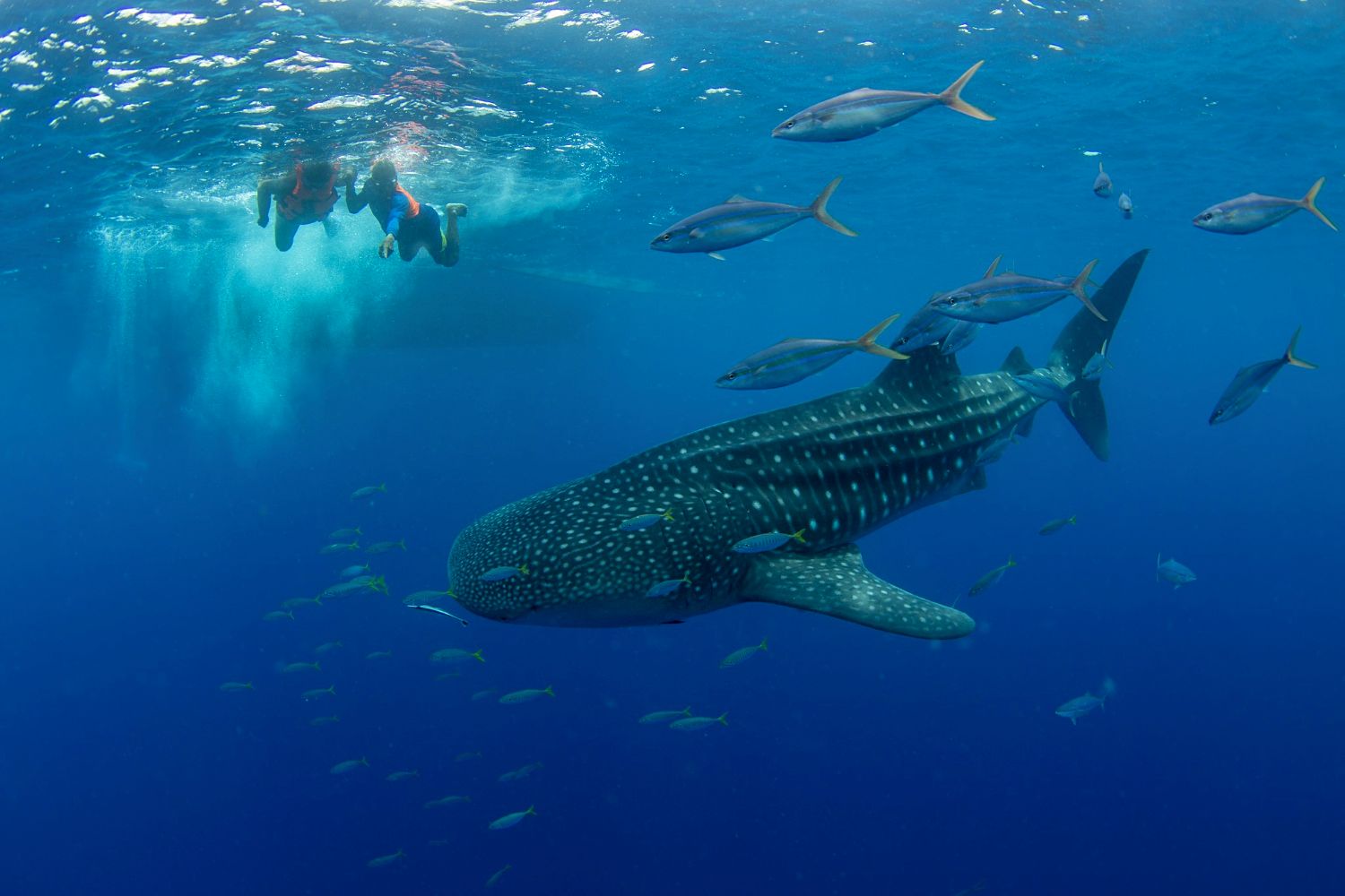 swimming with whale sharks