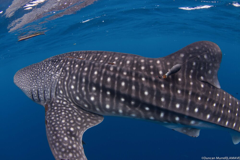 whale shark close up