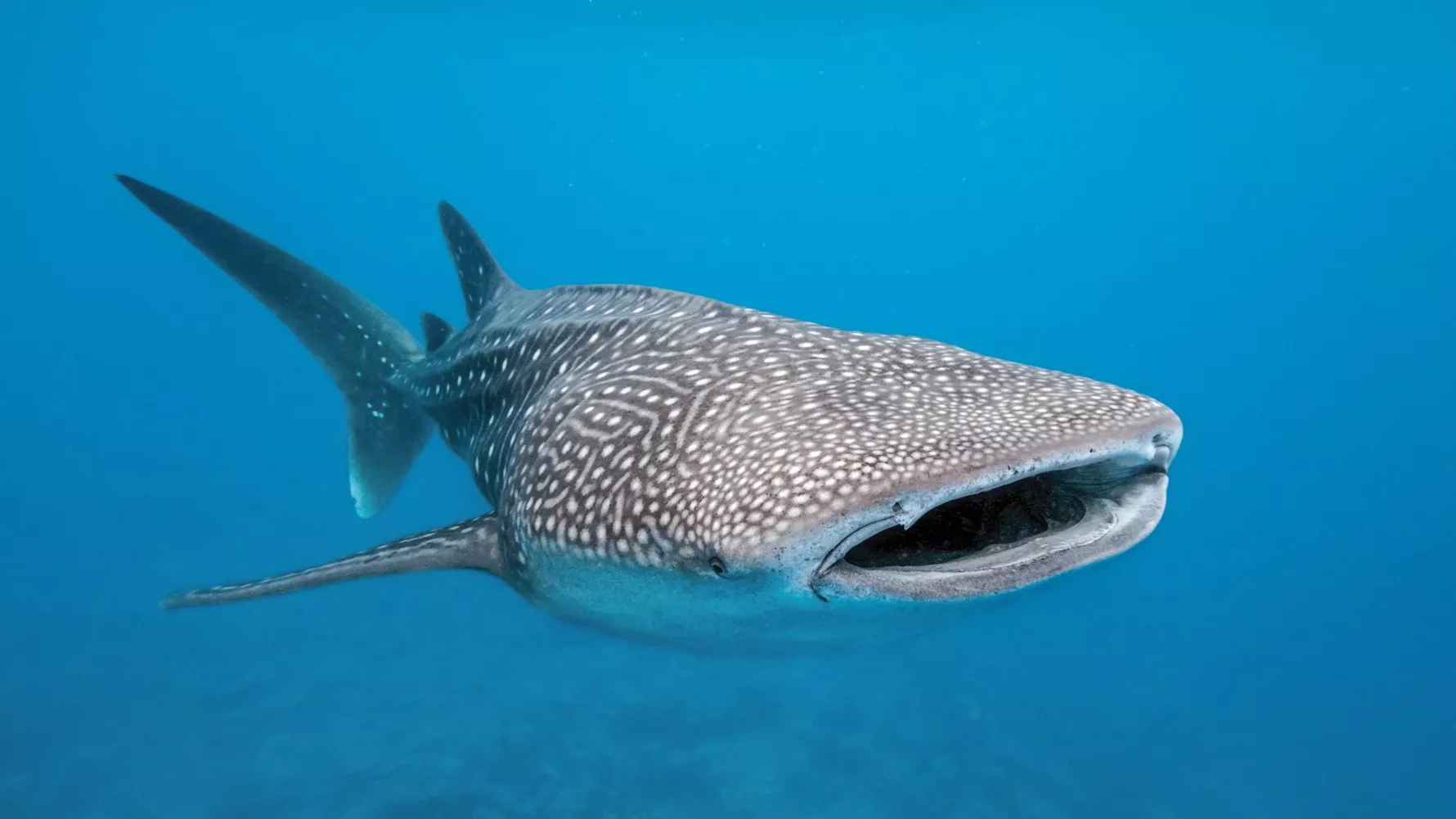 whale shark floating