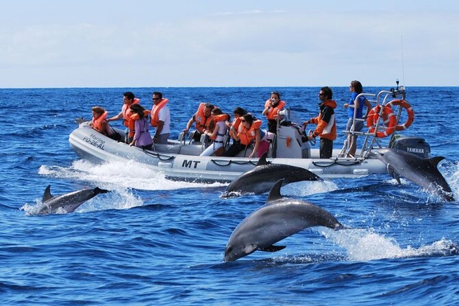Bohol Balicasag dolphin watch