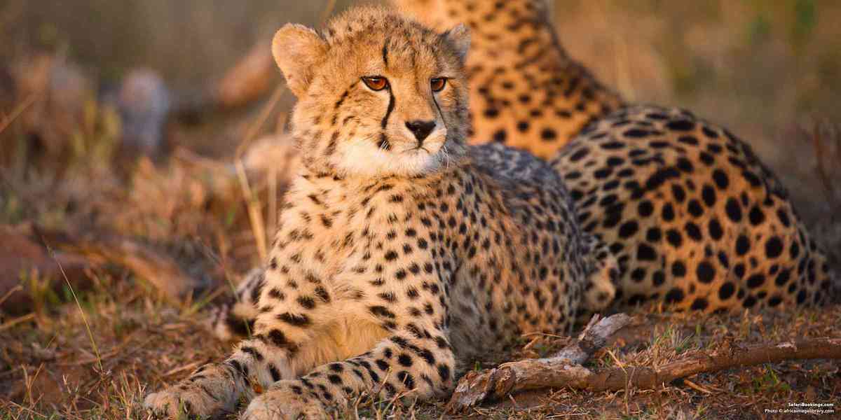 Four_South_African_Parks-BW-cheetas