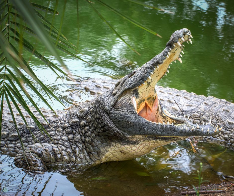 Crocodile Park