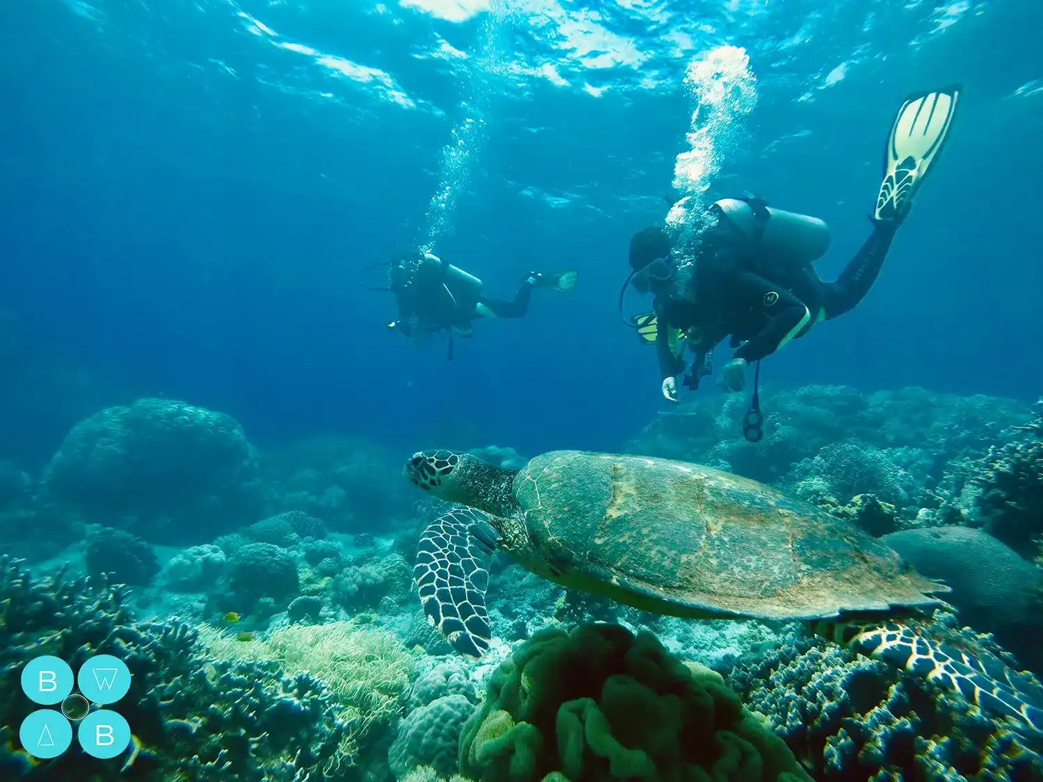 Underwater scene of scuba divers swimming near a turtle in vibrant coral reef.