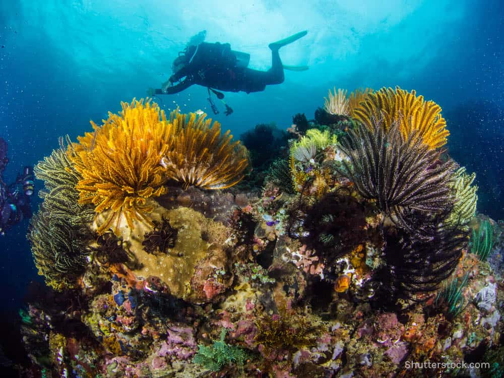 Vibrant coral reef with a snorkeler exploring colorful marine life in the Philippines.