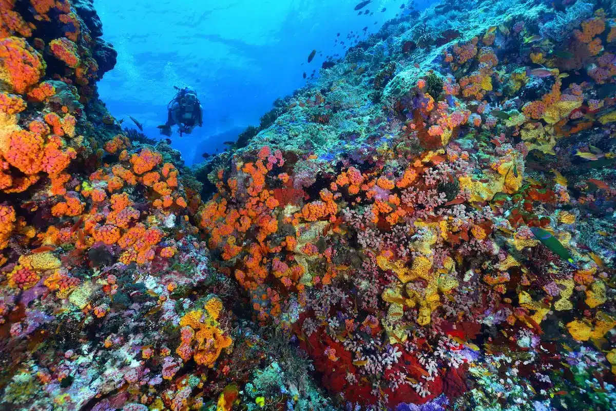 Colorful coral reef swimming with various fish in the Philippines.