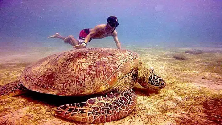 Underwater turtle with snorkeler exploring marine life in the Philippines.