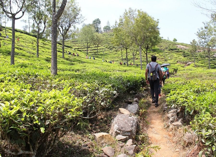 A person exploring lush tea plantations on a scenic trail in the Philippines outdoors.