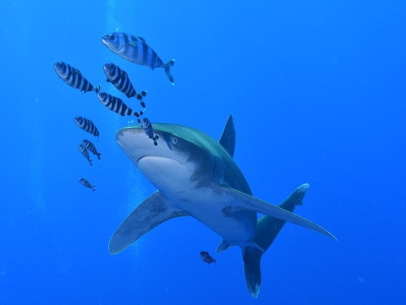 Vibrant underwater image of a shark with smaller fish swimming around in the Philippines.