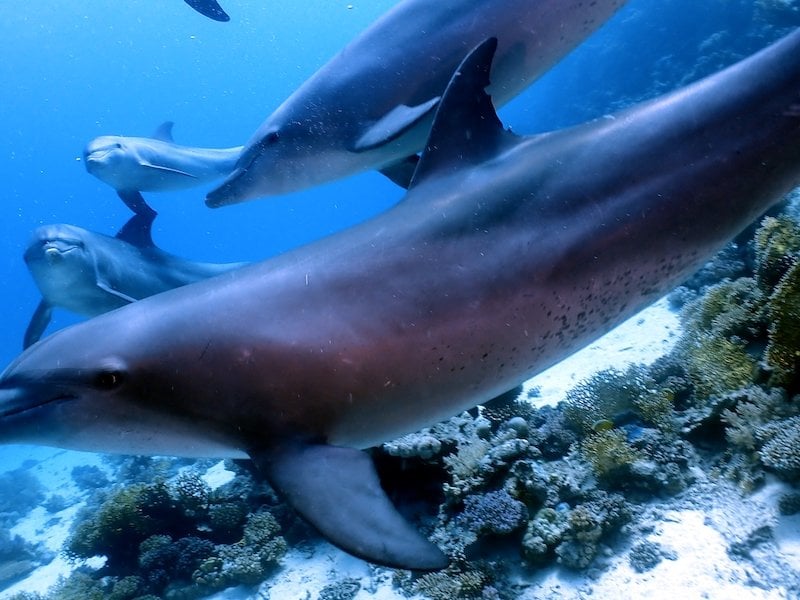 Beautiful dolphins underwater near coral reefs in the Philippines.