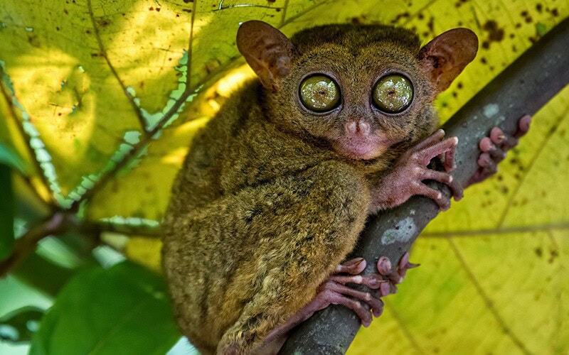 Close-up of a Philippine Tarsier with large reflective eyes on a tree branch.