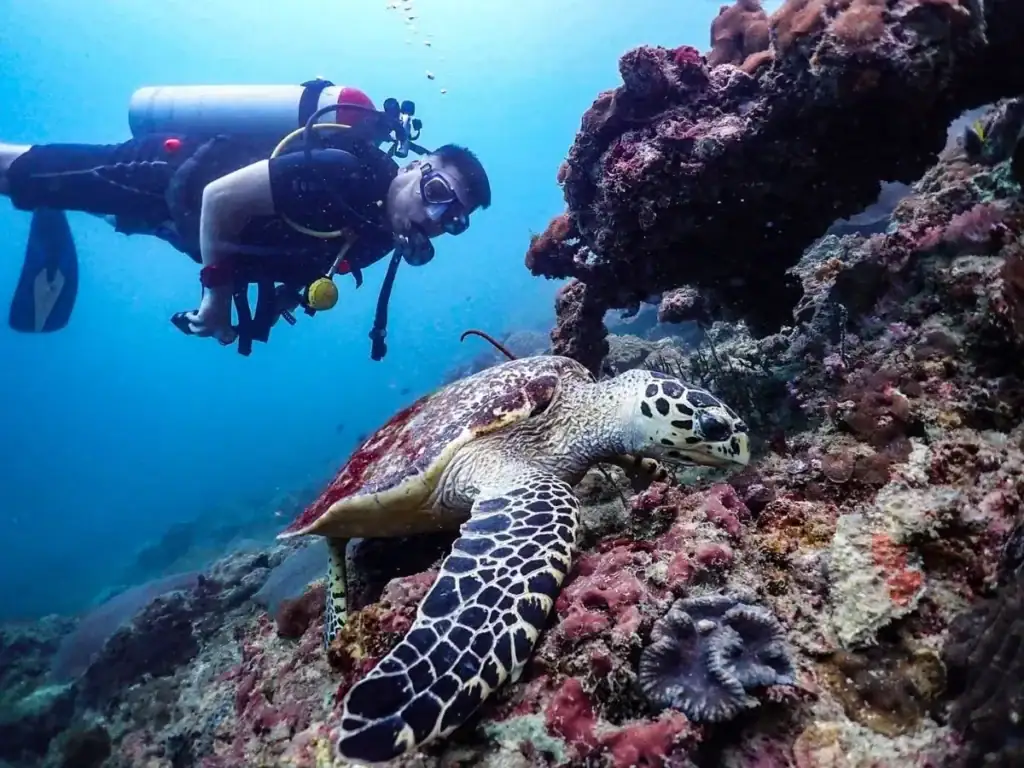 Scuba diver exploring coral reef with sea turtle in Thailand.