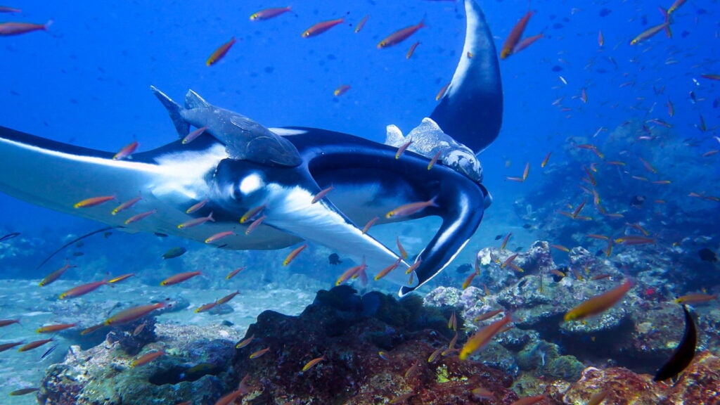 Manta Ray swimming among colorful fish in Thailand's waters.