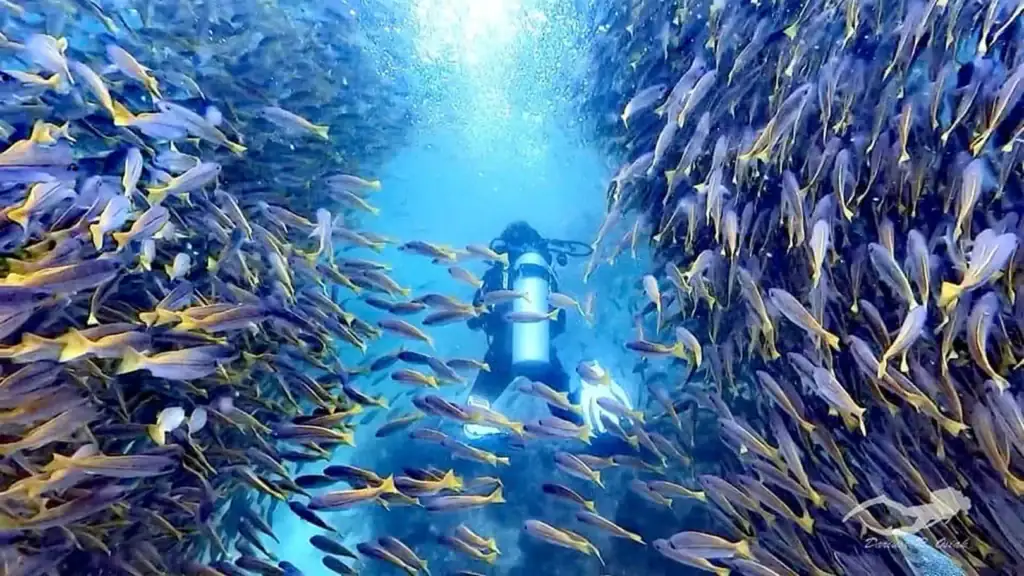Underwater scene with a diver among vibrant fish near manta rays in Thailand.