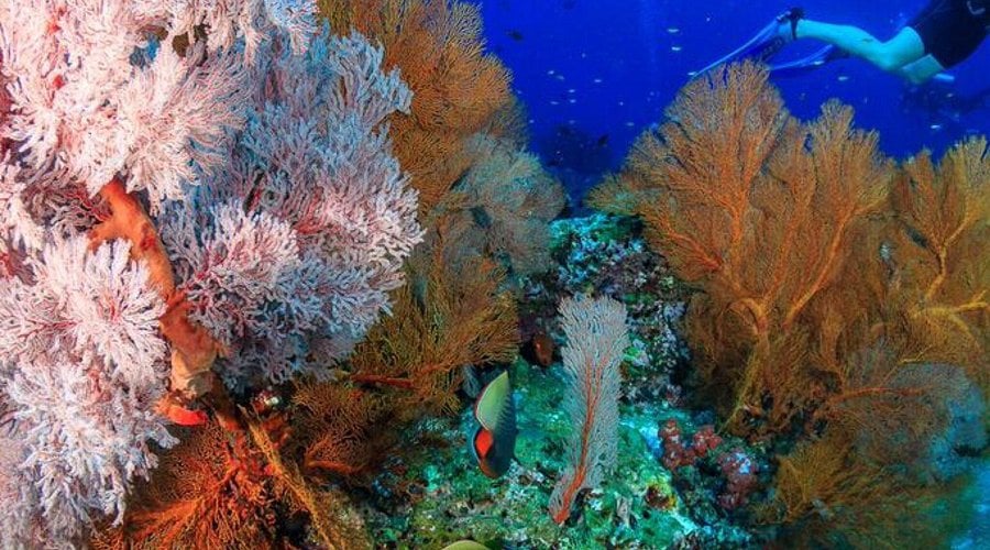 snorkeling thailand richelieu rock