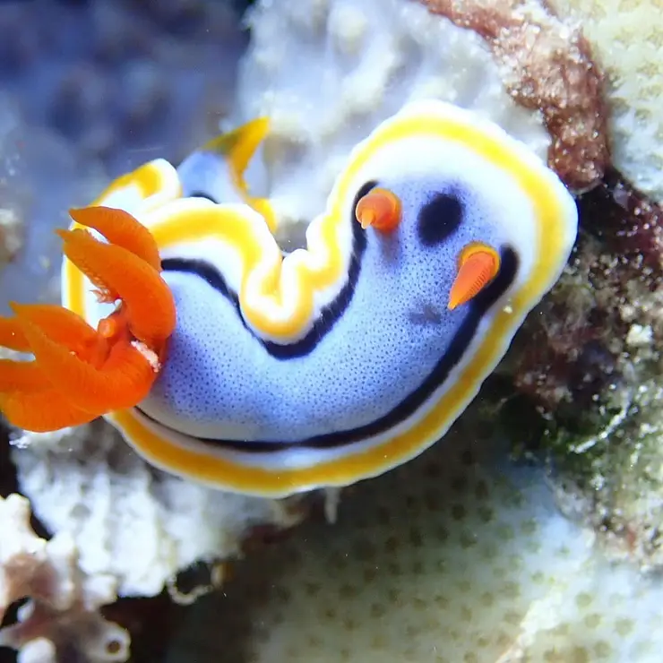 Close-up of colorful nudibranch on coral reef.