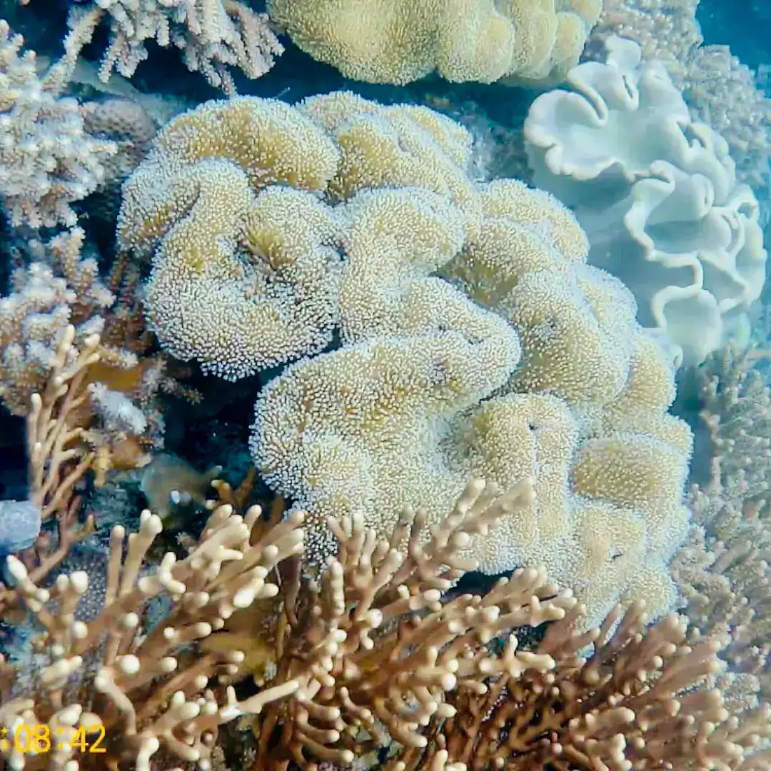 Vibrant coral reef showcasing diverse marine life in the Philippines' warm waters.