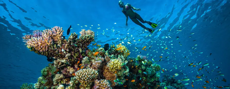 Scuba diver exploring a vibrant coral reef teeming with colorful fish in the Philippines' clear blue waters.