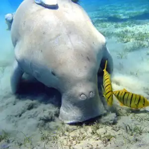 Underwater view of dugong and tropical fish in the Philippines' clear waters.