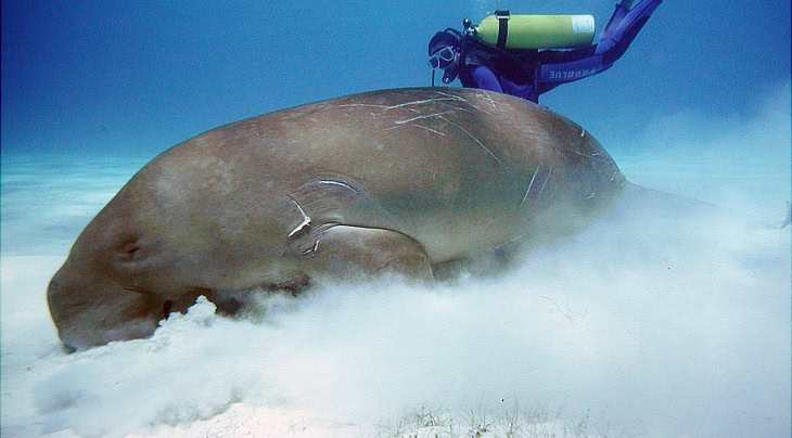 Large whale shark swimming peacefully with diver near the coral reef.