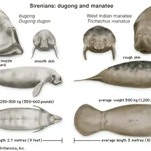 Comparison of dugong and manatee features and sizes in the Philippines.