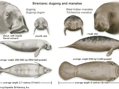 Comparison of dugong and manatee features and sizes in the Philippines.
