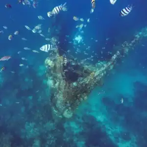 Colorful fish swimming around underwater shipwreck in the Philippines.