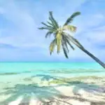 Beautiful tropical beach with a leaning palm tree, clear blue skies, and calm ocean waters in the Philippines.