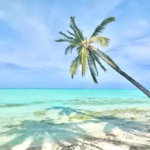 Beautiful tropical beach with a leaning palm tree, clear blue skies, and calm ocean waters in the Philippines.