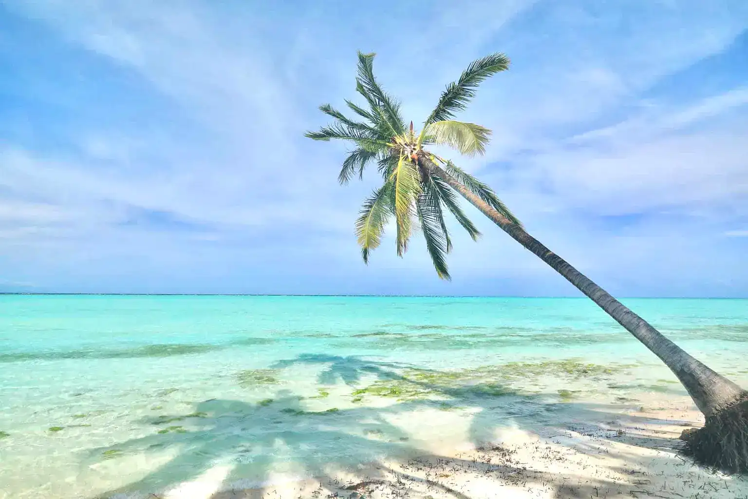 Beautiful tropical beach with a leaning palm tree, clear blue skies, and calm ocean waters in the Philippines.