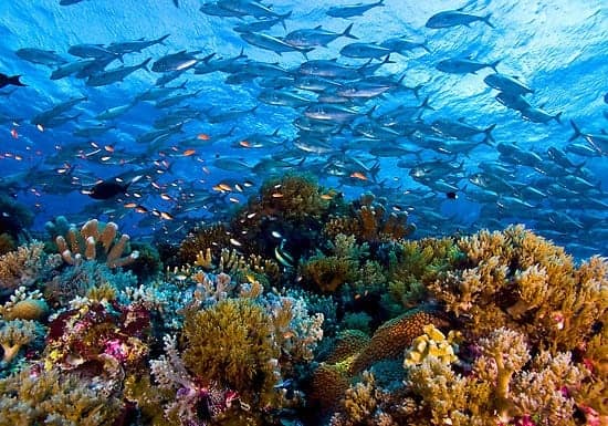 Vivid coral reefs and schools of fish in the Philippines' vibrant marine environment.