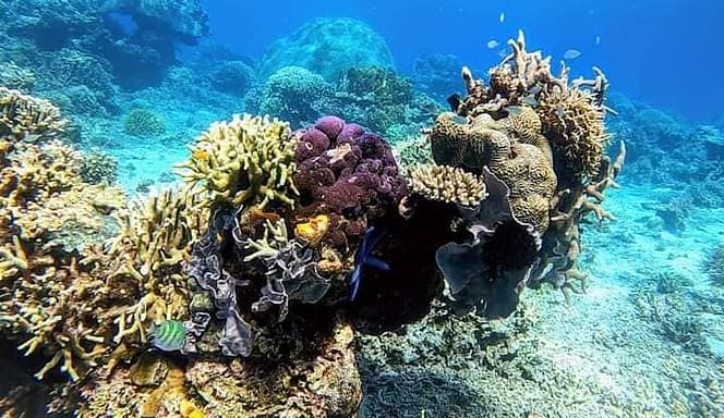 binulbulan island corals group tour el nido coron