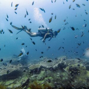 Scuba diver swimming through clear blue waters surrounded by a variety of tropical fish.