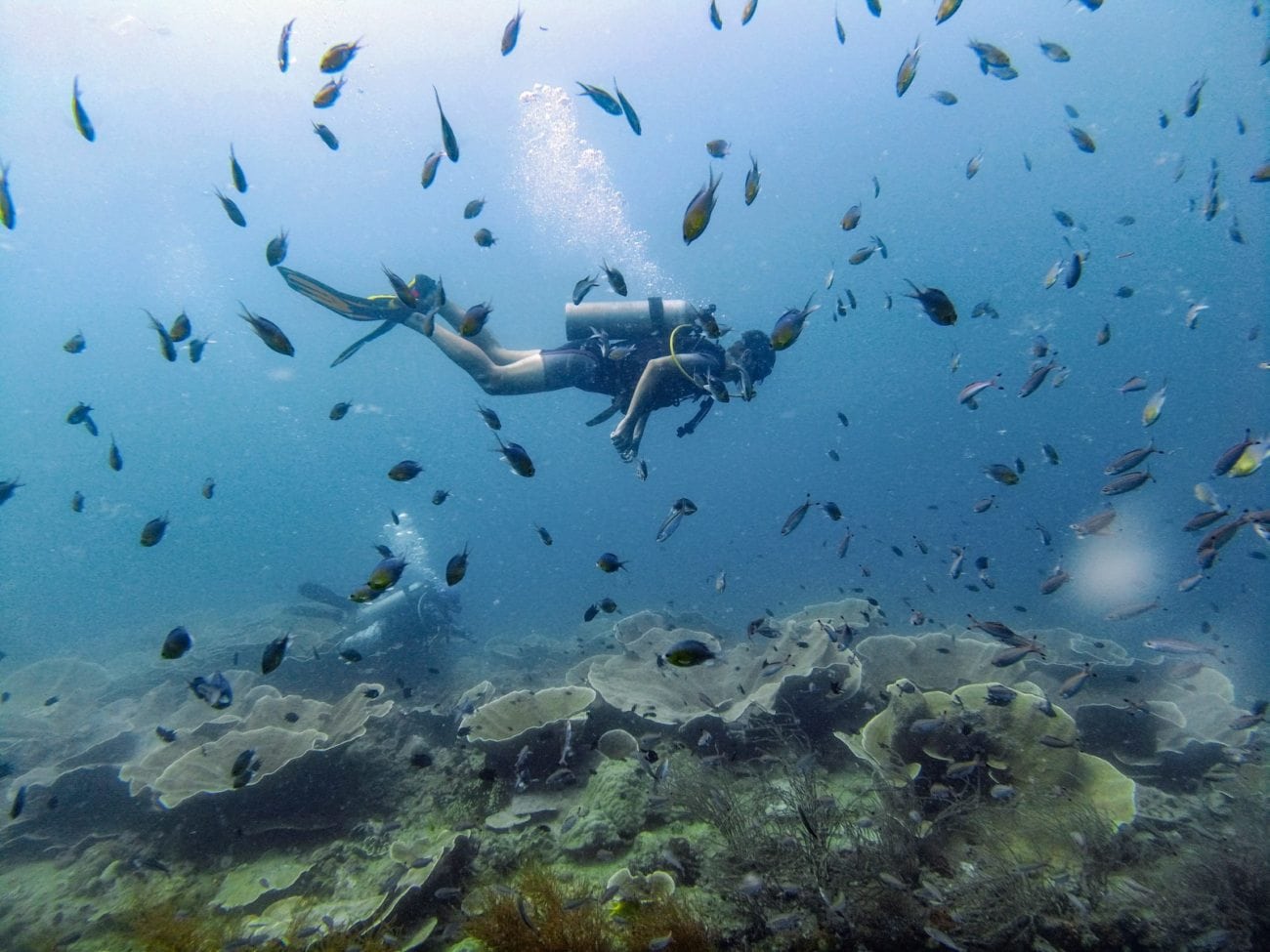 Scuba diver swimming through clear blue waters surrounded by a variety of tropical fish.