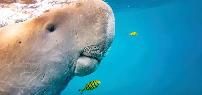 Underwater view of a majestic whale shark with colorful fish in the Philippines.
