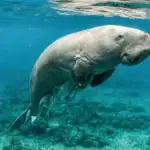 Underwater image of a gentle whale shark swimming near coral reefs in the Philippines.